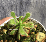 COLLECTORS ITEM:  Drosera Coccicaulis - albino form ex BCP ➡️ Exact plant pictured
