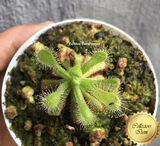 COLLECTORS ITEM:  Drosera Coccicaulis - albino form ex BCP ➡️ Exact plant pictured