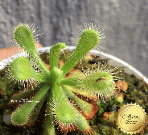 COLLECTORS ITEM:  Drosera Coccicaulis - albino form ex BCP ➡️ Exact plant pictured
