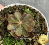 RARE! COLLECTORS ITEM:  Drosera Hamiltonii ➡️ Exact plant pictured