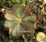 RARE! COLLECTORS ITEM:  Drosera Hamiltonii ➡️ Exact plant pictured