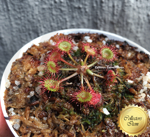 Drosera Rotundifolia - temperate carnivorous sundews for sale * Buy online @ Cultivo Carnivores South Africa