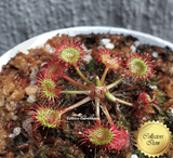 Drosera Rotundifolia - temperate carnivorous sundews for sale * Buy online @ Cultivo Carnivores South Africa