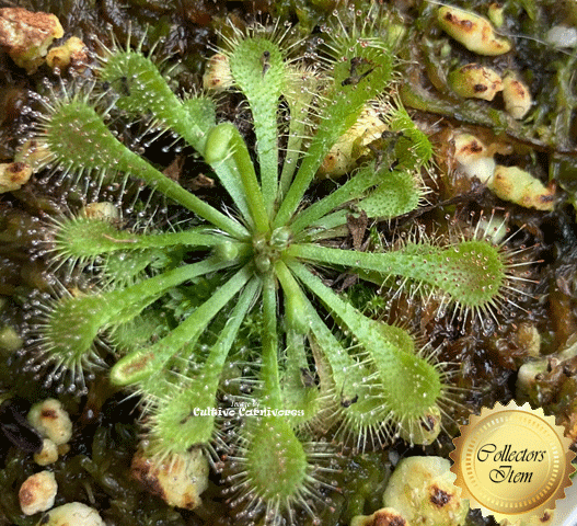 Drosera Tokaiensis (spatulata x rotundifolia) - Seed grown original