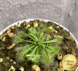 COLLECTORS ITEM:  Drosera Tokaiensis Seed grown * Flowering size ➡️ Exact plant pictured (Potted)