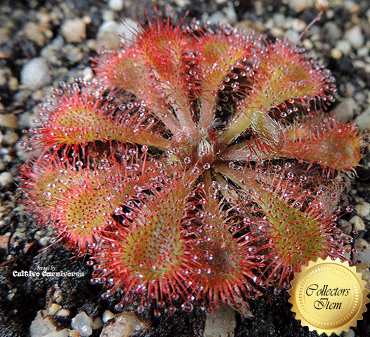 Drosera Tokaiensis - Near-flowering size - Cultivo Exclusive