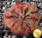 COLLECTORS ITEM:  Drosera Tokaiensis Seed grown ➡️ Exact plant pictured (Potted)