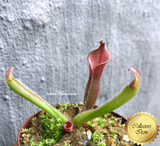 RARE! SUNPITCHER: Heliamphora Heterodoxa x Minor (Various Sizes) for sale | Buy carnivorous plants and seeds online @ South Africa's leading online plant nursery, Cultivo Carnivores
