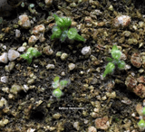 GROW your own Albany pitcher plants: The COMPLETE seed starter pack for sale | Buy carnivorous plants and seeds online @ South Africa's leading online plant nursery, Cultivo Carnivores