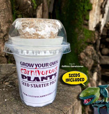GROW your own Pygmy sundews: The COMPLETE seed starter pack for sale | Buy carnivorous plants and seeds online @ South Africa's leading online plant nursery, Cultivo Carnivores