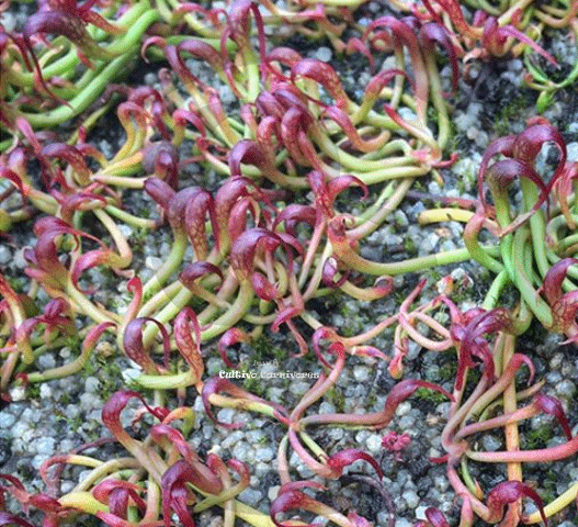 GROW your own Cobra pitcher plants: The COMPLETE seed starter pack for sale | Buy carnivorous plants and seeds online @ South Africa's leading online plant nursery, Cultivo Carnivores