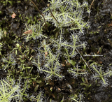 BYBLIS SEEDLINGS - GROW your own Rainbow plants from seed * Starter pack for sale | Buy carnivorous plants and seeds online @ South Africa's leading online plant nursery, Cultivo Carnivores