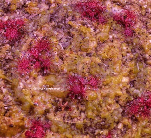 GROW your own Sundews: The COMPLETE seed starter pack for sale | Buy carnivorous plants and seeds online @ South Africa's leading online plant nursery, Cultivo Carnivores