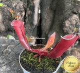 RARE! COLLECTORS ITEM 🌟 Heliamphora Folliculata * BCP 📏 9-12cm > Exact plant pictured