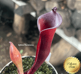RARE! COLLECTORS ITEM 🌟 Heliamphora Folliculata * BCP 📏 9-12cm > Exact plant pictured