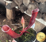 RARE! COLLECTORS ITEM 🌟 Heliamphora Folliculata * BCP 📏 9-12cm > Exact plant pictured