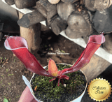 RARE! COLLECTORS ITEM 🌟 Heliamphora Folliculata * BCP 📏 9-12cm > Exact plant pictured