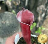 RARE! COLLECTORS ITEM 🌟 Heliamphora Folliculata * BCP 📏 9-12cm > Exact plant pictured