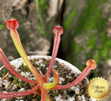 RARE! COLLECTORS ITEM: Heliamphora Folliculata ex BCP 📏 7-10cm Juvenile pitchers