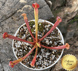 RARE! COLLECTORS ITEM: Heliamphora Folliculata ex BCP 📏 7-10cm Juvenile pitchers