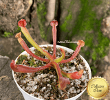 RARE! COLLECTORS ITEM: Heliamphora Folliculata ex BCP 📏 7-10cm Juvenile pitchers