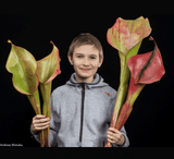 SPECIAL IMPORT 🌟 Heliamphora "Godzilla" ex Wistuba 📏 18-22cm Adult