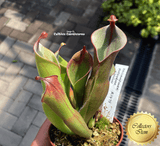 Heliamphora Heterodoxa x Minor Flowering size for sale * Buy carnivorous plants online * Cultivo Carnivores, South Africa