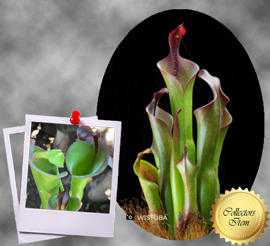 Heliamphora Neblinae (Cerro Neblina, Braz. Ven.)• Mature Adult • Wistuba Clone R_vir2