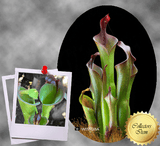 SPECIAL IMPORT 🌟 Heliamphora Neblinae (Cerro Neblina, Braz. Ven.) ex Wistuba 📏 25-30cm