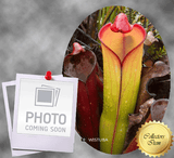 SPECIAL IMPORT 🌟 Heliamphora Purpurascens loc Ptari Tepui, Venezuela 📏 6-10cm Young adult