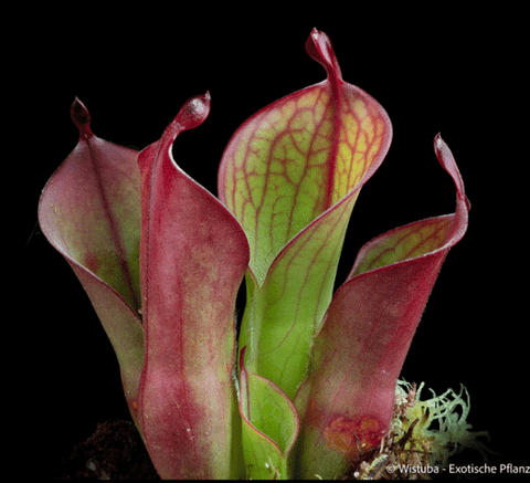 EARLY ACCESS > Heliamphora "Spiderweb" AW * 01 * Flowering (bareroot)