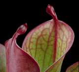 EARLY ACCESS > Heliamphora "Spiderweb" AW * 01 * Flowering (bareroot)