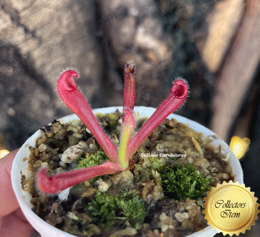 SUNPITCHER: Heliamphora Tatei var tatei loc Cerro Huachamacare, Venezuela for sale | Buy carnivorous plants and seeds online @ South Africa's leading online plant nursery, Cultivo Carnivores