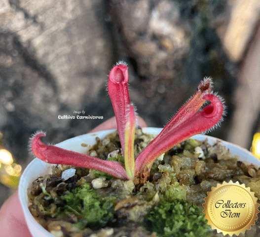 SUNPITCHER: Heliamphora Tatei var tatei loc Cerro Huachamacare, Venezuela for sale | Buy carnivorous plants and seeds online @ South Africa's leading online plant nursery, Cultivo Carnivores