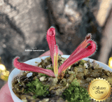 SUNPITCHER: Heliamphora Tatei var tatei loc Cerro Huachamacare, Venezuela for sale | Buy carnivorous plants and seeds online @ South Africa's leading online plant nursery, Cultivo Carnivores