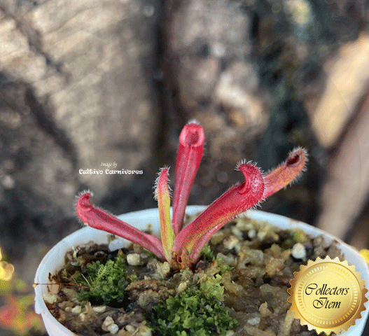 SUNPITCHER: Heliamphora Tatei var tatei loc Cerro Huachamacare, Venezuela for sale | Buy carnivorous plants and seeds online @ South Africa's leading online plant nursery, Cultivo Carnivores