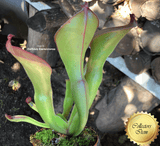 SPECIAL IMPORT 🌟 Heliamphora (Heterodoxa x Ionasi) x Exappendiculata Araopan ex Wistuba 📏 22-25cm