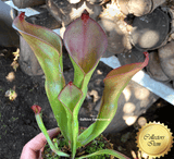 SPECIAL IMPORT 🌟 Heliamphora (Heterodoxa x Ionasi) x Exappendiculata Araopan ex Wistuba 📏 22-25cm