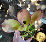 SPECIAL IMPORT 🌟 Heliamphora (Heterodoxa x Ionasi) x Exappendiculata Araopan ex Wistuba 📏 22-25cm