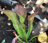 SPECIAL IMPORT 🌟 Heliamphora (Heterodoxa x Ionasi) x Exappendiculata Araopan ex Wistuba 📏 22-25cm