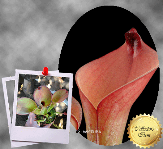 Heliamphora (Heterodoxa x Ionasi) x Exappendiculata Araopan • Seed grown Wistuba Import