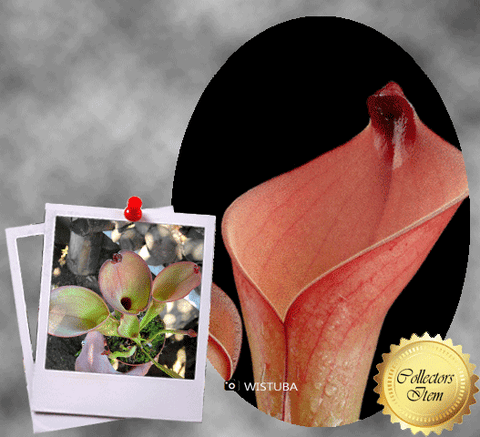 SPECIAL IMPORT 🌟 Heliamphora (Heterodoxa x Ionasi) x Exappendiculata Araopan ex Wistuba 📏 22-25cm