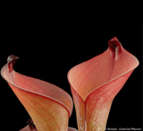 SPECIAL IMPORT 🌟 Heliamphora (Heterodoxa x Ionasi) x Exappendiculata Araopan ex Wistuba 📏 22-25cm