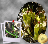 SPECIAL IMPORT 🌟 Heliamphora Arenicola (Tramen Tepui) ex Wistuba 📏 3-5cm Juvenile pitchers