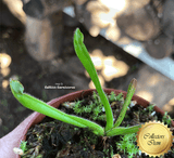 SPECIAL IMPORT 🌟 Heliamphora Arenicola (Tramen Tepui) ex Wistuba 📏 3-5cm Juvenile pitchers