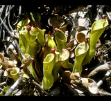 SPECIAL IMPORT 🌟 Heliamphora Arenicola (Tramen Tepui) ex Wistuba 📏 3-5cm Juvenile pitchers