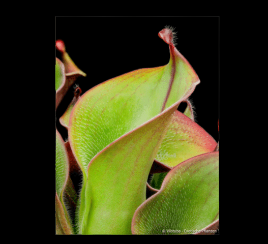 Rare and Collectable carnivorous plants for sale: Heliamphora Ciliata (Lowland) ex Wistuba * Clone D