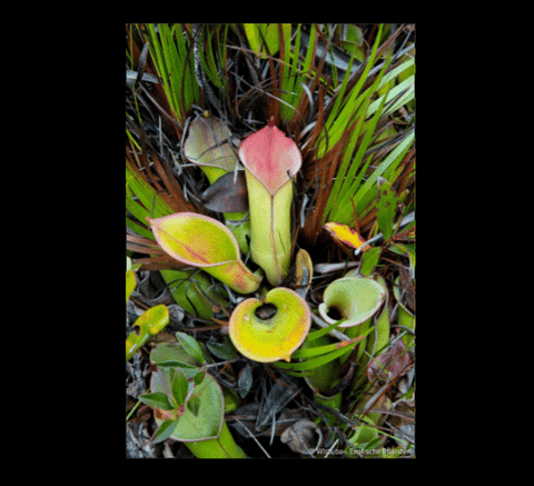 EARLY ACCESS > Heliamphora collina (Foothills Testigos) AW * Sel1-R * 8-10cm Some adult pitchers (bareroot)