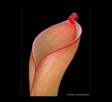 EARLY ACCESS > Heliamphora collina x exappendiculata Araopan AW * ISC * 8-10cm Adult pitchers (bareroot)