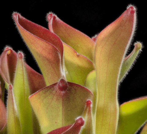 EARLY ACCESS > Heliamphora exappendiculata (Apc.) - "Ewok" AW * 01 * 12-15cm (bareroot)
